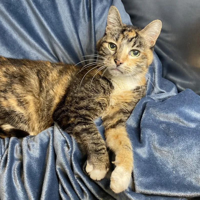 A senior small-sized female Tortoiseshell Domestic Short Hair cat named Babushka for adoption in Los Angeles, CA