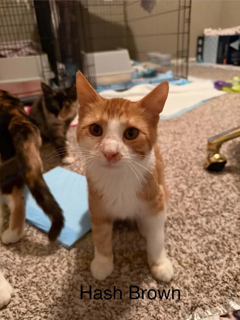 A baby medium-sized male Tabby (Orange / Red) Tabby cat named Hash Brown for adoption in Omaha, NE