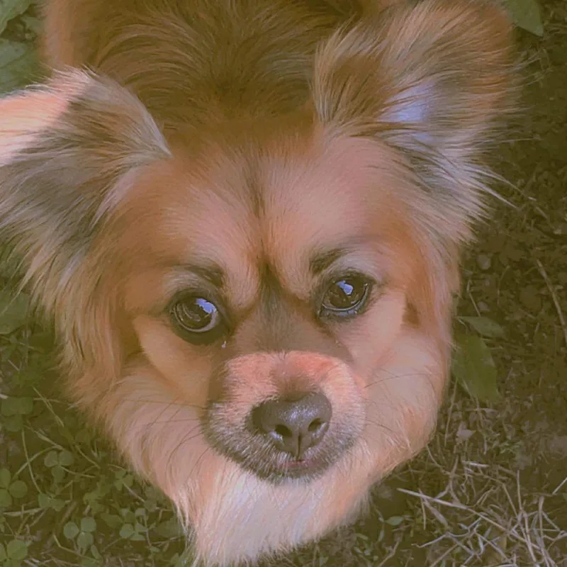 A senior small-sized male Golden Pomeranian dog named Lucky for adoption in Carroll, IA