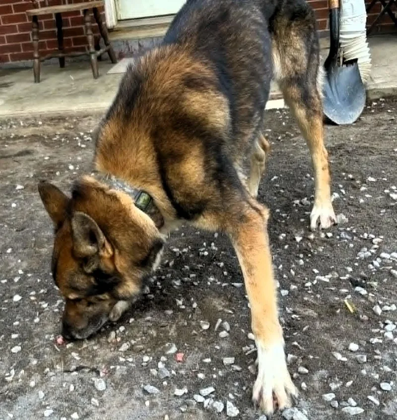 A young medium-sized male Tricolor (Brown, Black, & White) German Shepherd Dog dog named Cooper for adoption in Paris, KY