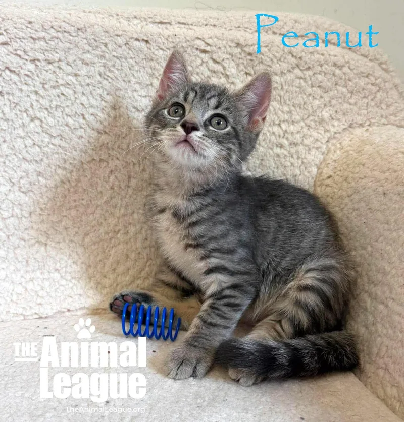 A baby medium-sized male Tabby (Gray / Blue / Silver) Domestic Short Hair cat named Peanut for adoption in Groveland, FL