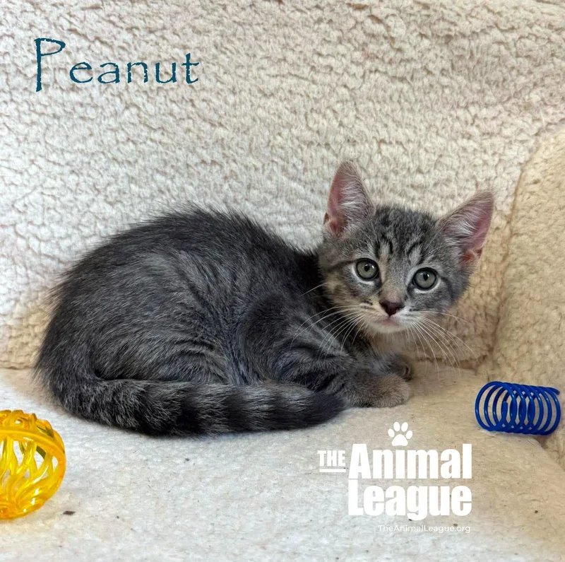 Peanut thumbnail 2