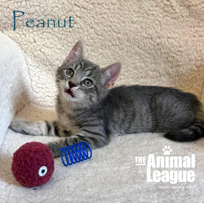Peanut thumbnail 3