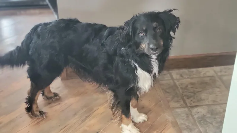 An adult medium-sized male Tricolor (Brown, Black, & White) Australian Shepherd dog named Koda for adoption in Elk River, MN