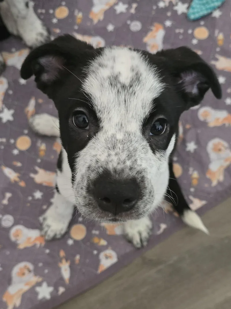A baby medium-sized female Australian Shepherd dog named Bonnie for adoption in Las Vegas, NV