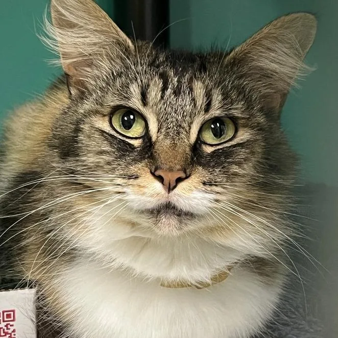 An adult medium-sized female Brown / Chocolate Domestic Medium Hair cat named Gretchen for adoption in Owosso, MI