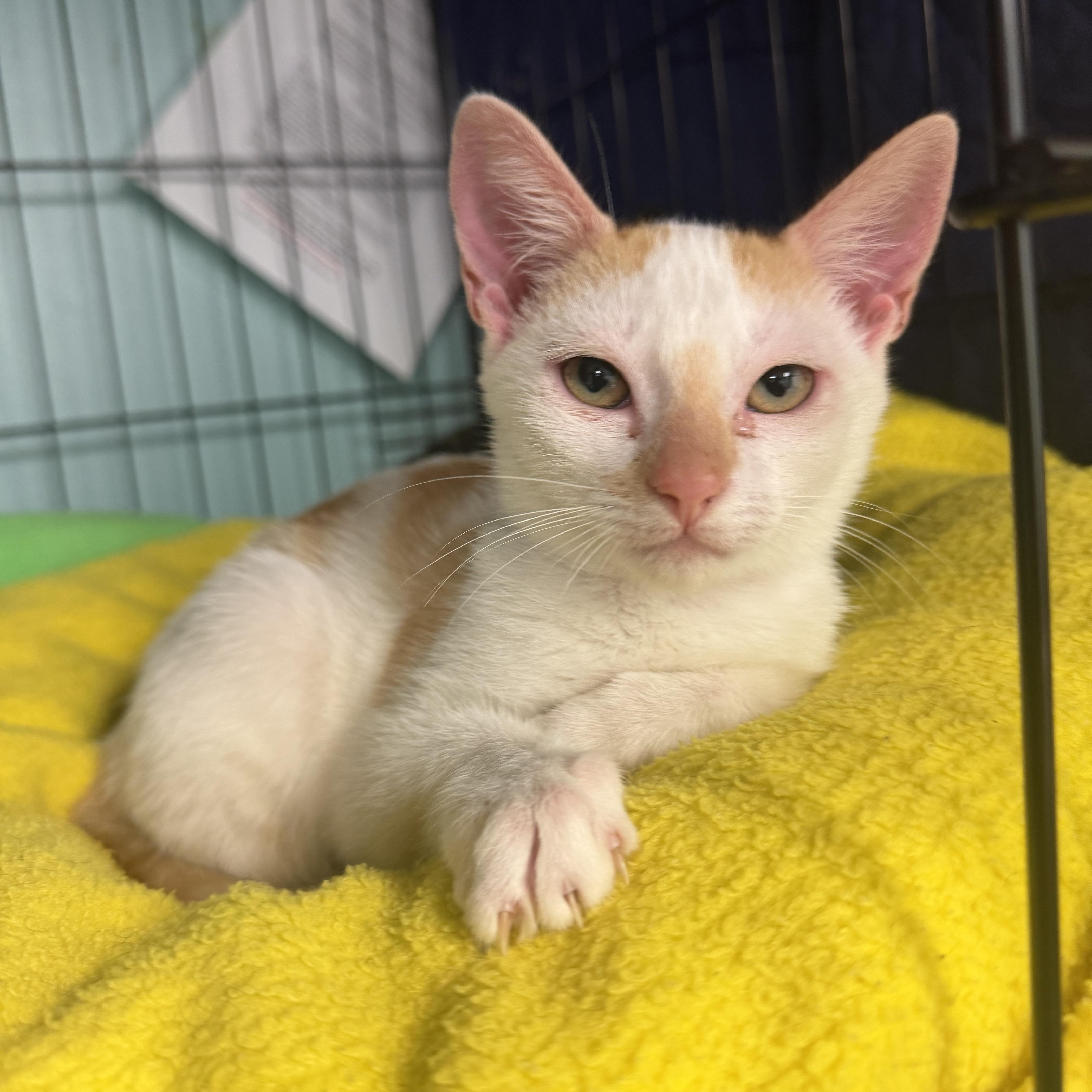 A baby medium-sized female Orange & White Domestic Short Hair cat named Mille for adoption in Hudson, NY
