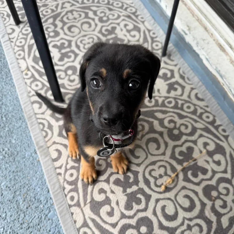 A baby medium-sized female Black Shepherd dog named Slider for adoption in Brooklyn, NY