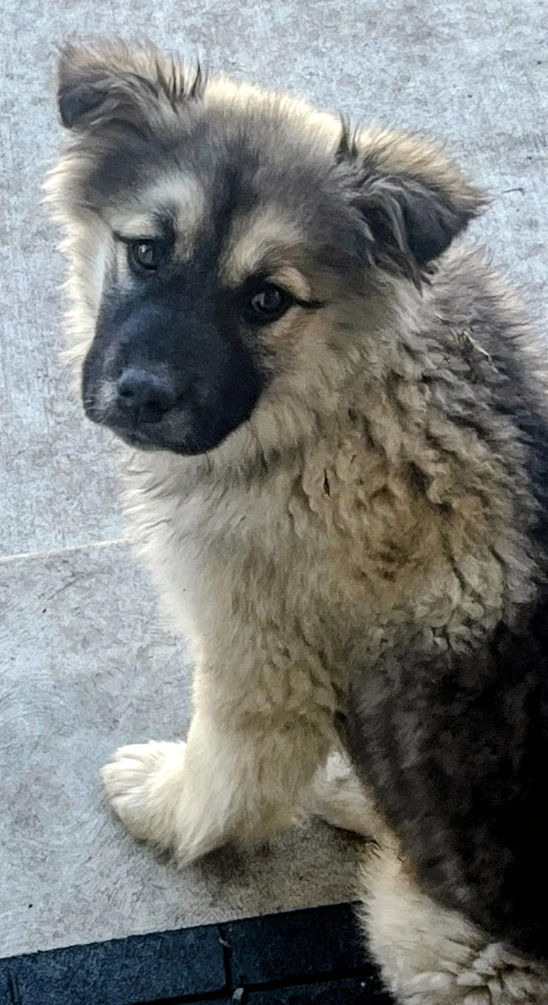 A young medium-sized female Shepherd dog named Indy for adoption in Cottage Grove, MN