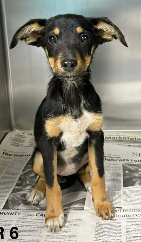 A baby small-sized female Tricolor (Brown, Black, & White) Terrier dog named Abundant Hope for adoption in Brewster , NY