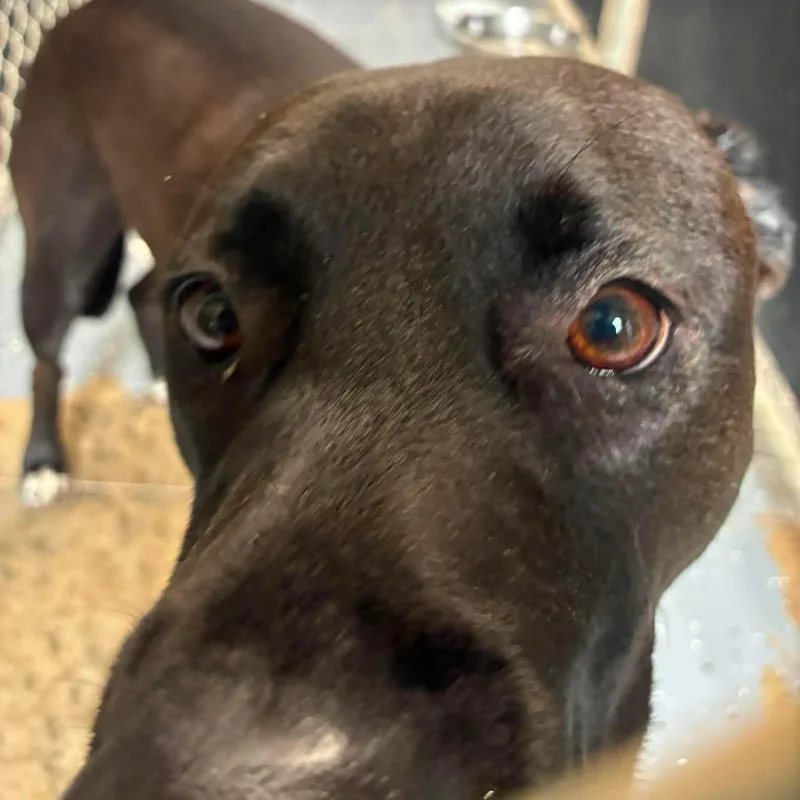 An adult large-sized male White / Cream Chocolate Labrador Retriever dog named Roman for adoption in Petersburg, IL
