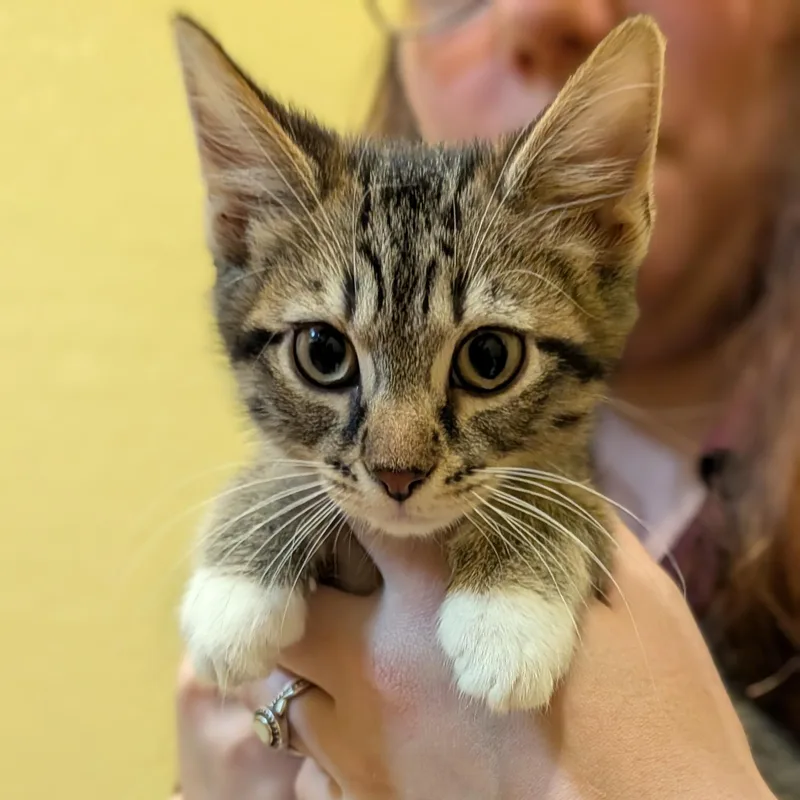 A baby medium-sized male Tabby (Brown / Chocolate) Domestic Short Hair cat named Adobo for adoption in Accident, MD