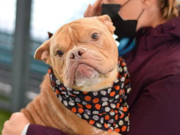 An adult medium-sized male Mixed Breed dog named Apple Cider for adoption in Ridgewood, NY