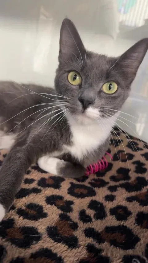 A young medium-sized female Domestic Short Hair cat named Layla for adoption in Cherryfield, ME