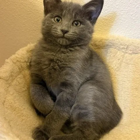 Pepper thumbnail 2