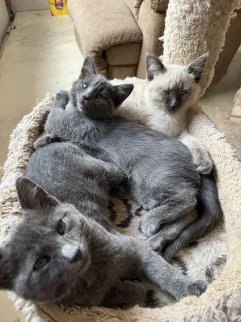 Pepper thumbnail 3