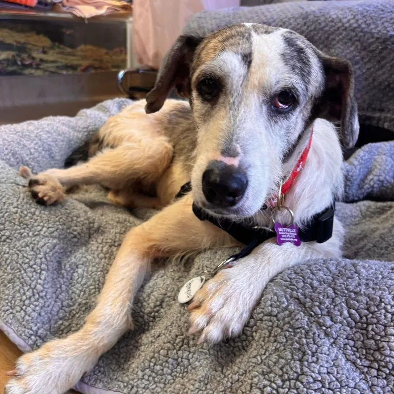 A senior medium-sized female White / Cream Hound dog named Honeycrisp for adoption in San Francisco, CA