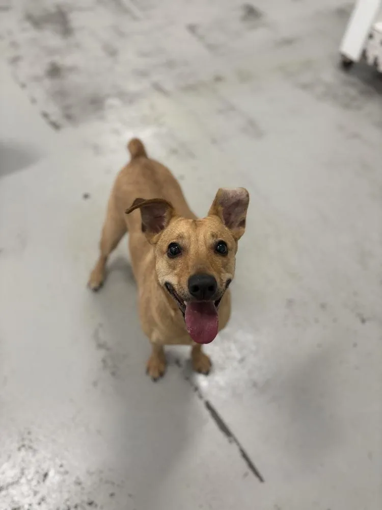 Big Willie thumbnail 5