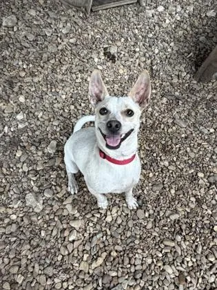 An adult small-sized male White / Cream Chihuahua dog named Oshi for adoption in Plano, TX
