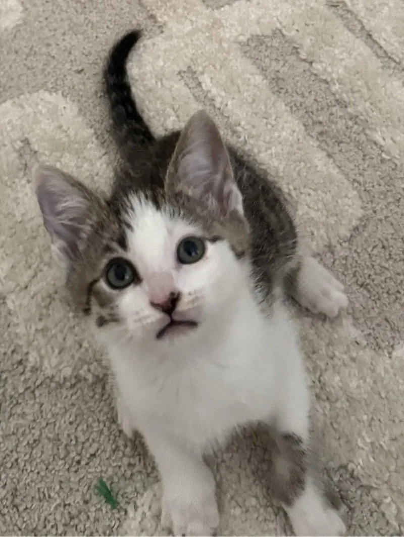 A baby medium-sized male Gray & White Tabby cat named Mitch for adoption in San Jose, CA