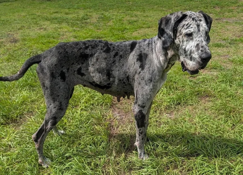An adult extra large-sized female Great Dane dog named Hope Gentle Big for adoption in Fort Myers, FL