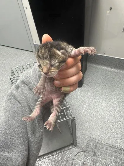 A baby small-sized female Domestic Short Hair cat named Deviled for adoption in Sevierville, TN