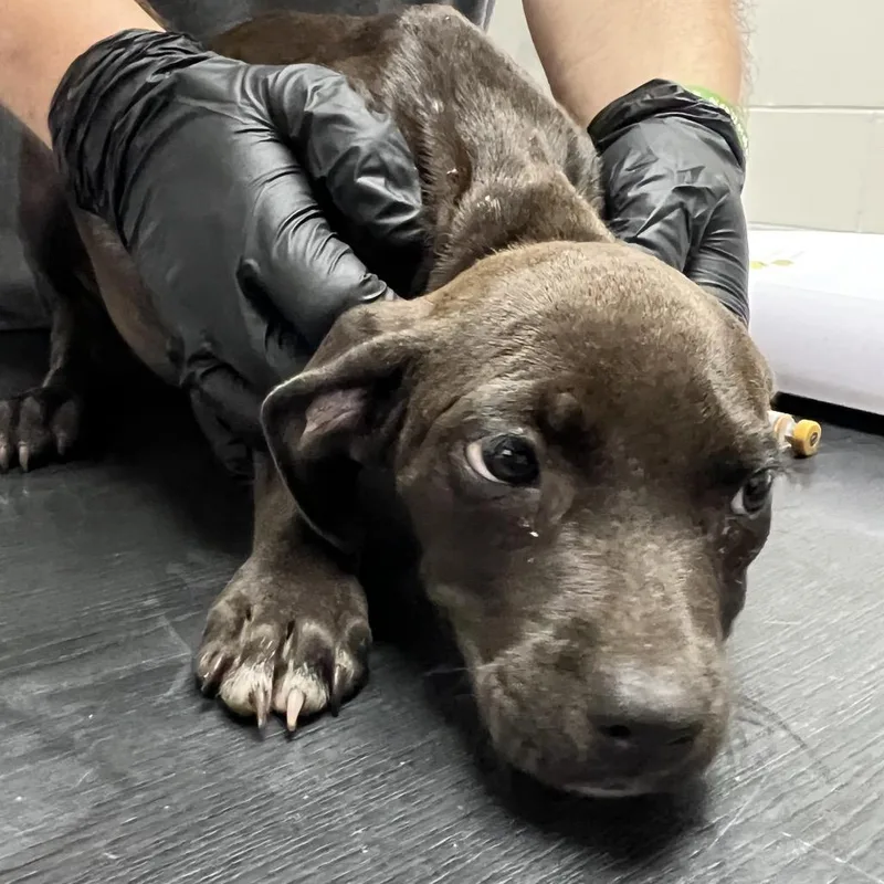 A baby medium-sized female Black Mixed Breed dog named Minnie for adoption in Lufkin, TX