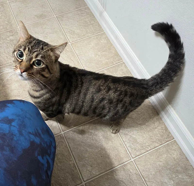An adult medium-sized male Tabby (Brown / Chocolate) Domestic Short Hair cat named Pecan for adoption in Gladstone, OR