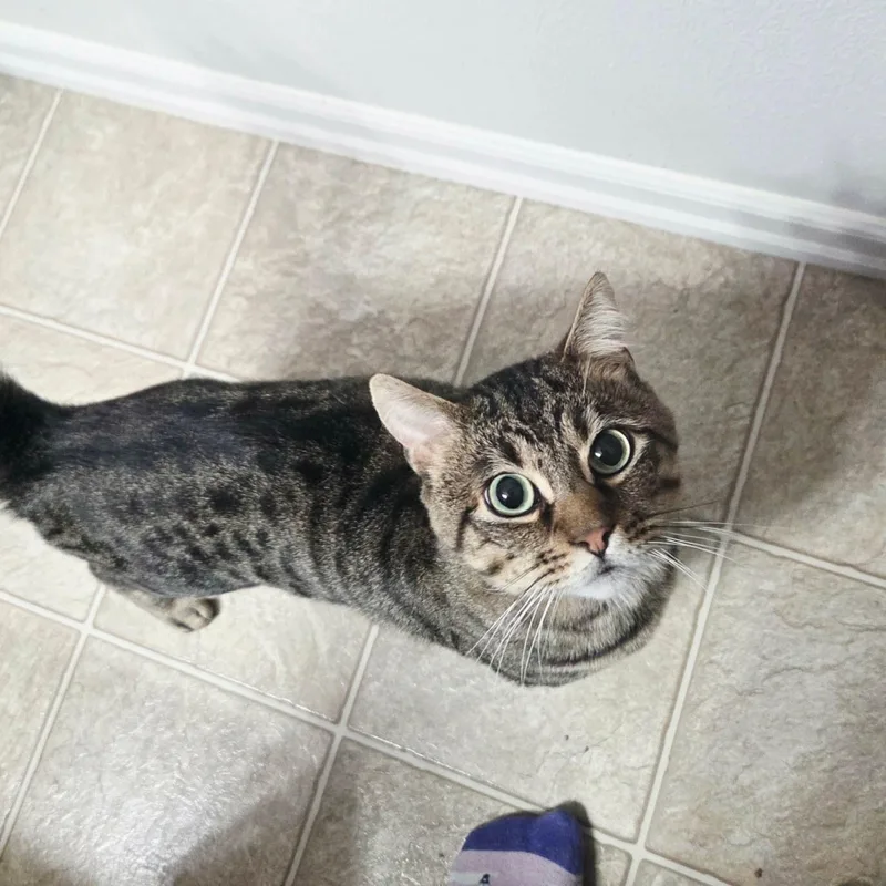 Pecan thumbnail 2