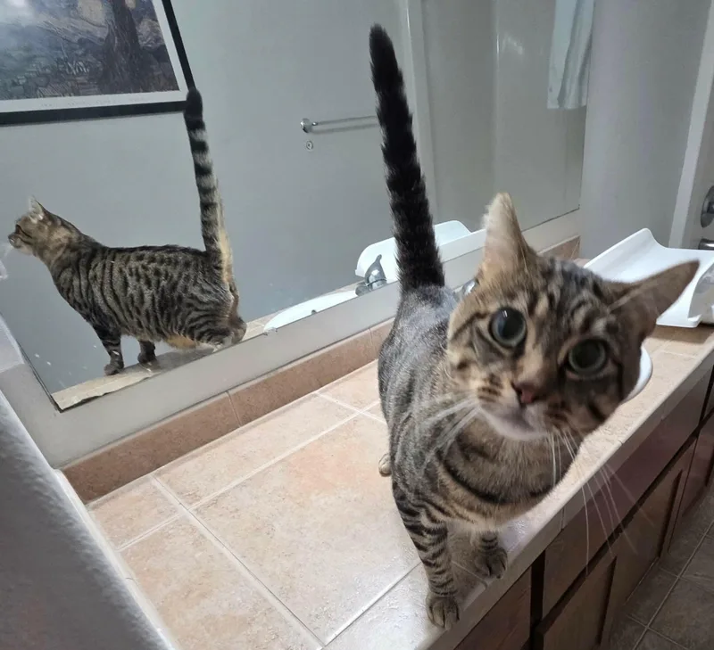 Pecan thumbnail 3