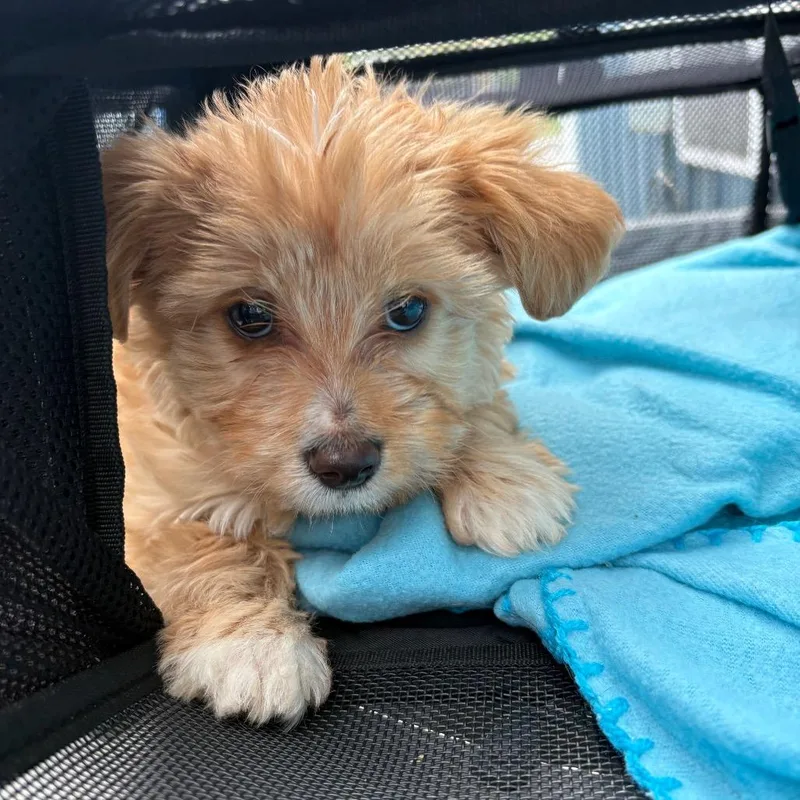 A baby small-sized female Yellow / Tan / Blond / Fawn Maltese dog named Charlie for adoption in Pennsville, NJ