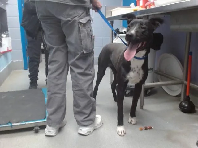 A young medium-sized male Pit Bull Terrier dog named Rex for adoption in Albuquerque, NM