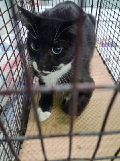 An adult medium-sized female Domestic Short Hair cat named A for adoption in Los Angeles, CA