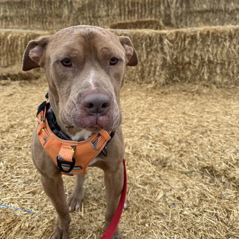 Kingston thumbnail 4