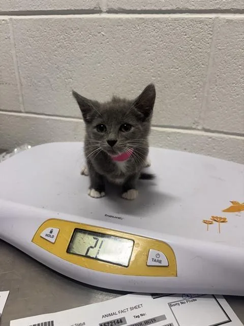 A baby small-sized female Domestic Short Hair cat named Kit Kat for adoption in Upper Marlboro, MD