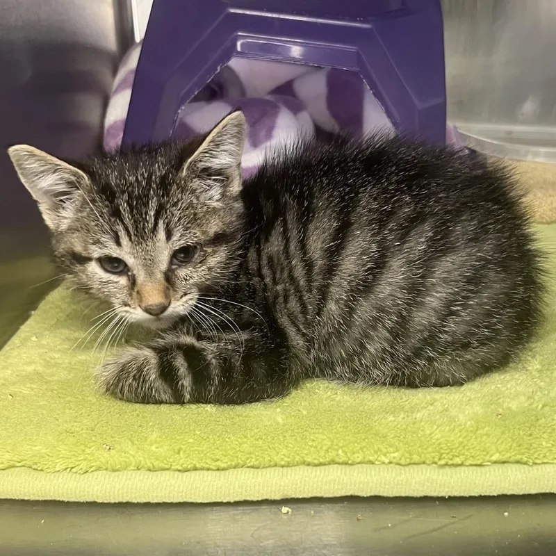 A baby small-sized female Gray / Blue / Silver Domestic Short Hair cat named Overture for adoption in Palm Springs, CA