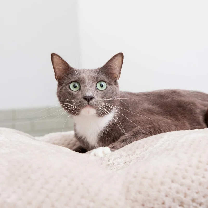 An adult medium-sized male Domestic Short Hair cat named Mansfield for adoption in Los Angeles, CA
