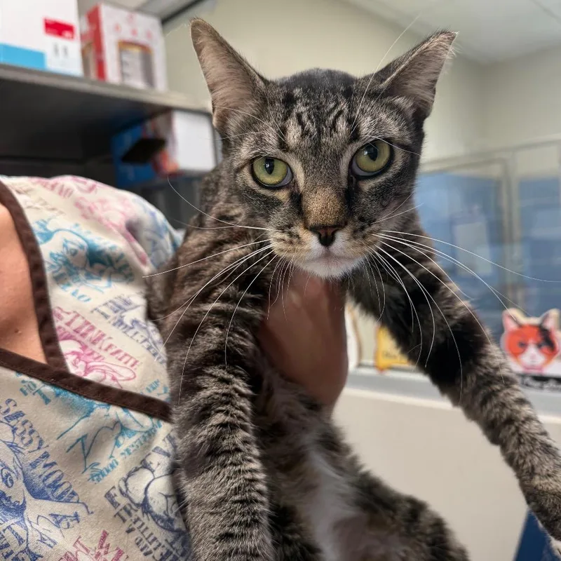 A young medium-sized male Black Domestic Short Hair cat named Ollie for adoption in Englewood, FL