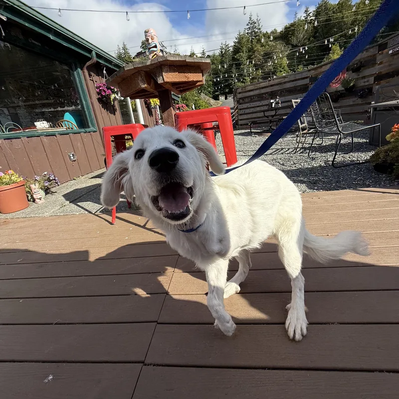 A baby large-sized female White / Cream Great Pyrenees dog named Poppy for adoption in Otis, OR