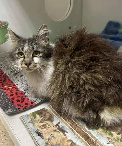 A young medium-sized male Domestic Short Hair cat named Lizzie Ann for adoption in Sullivan, IN