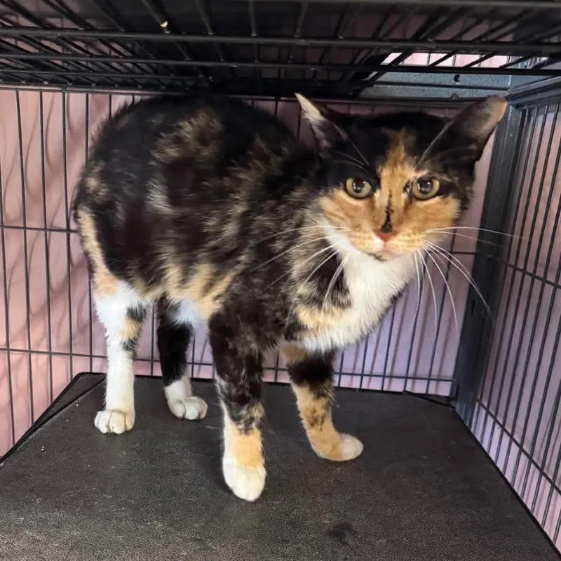 An adult medium-sized female Calico Domestic Short Hair cat named Mel B for adoption in Enid, OK