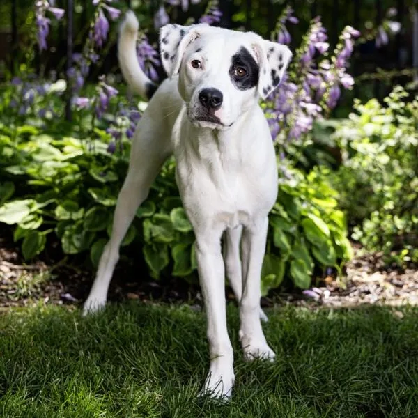 A young large-sized male White / Cream Pointer dog named Bono for adoption in Lemont, IL