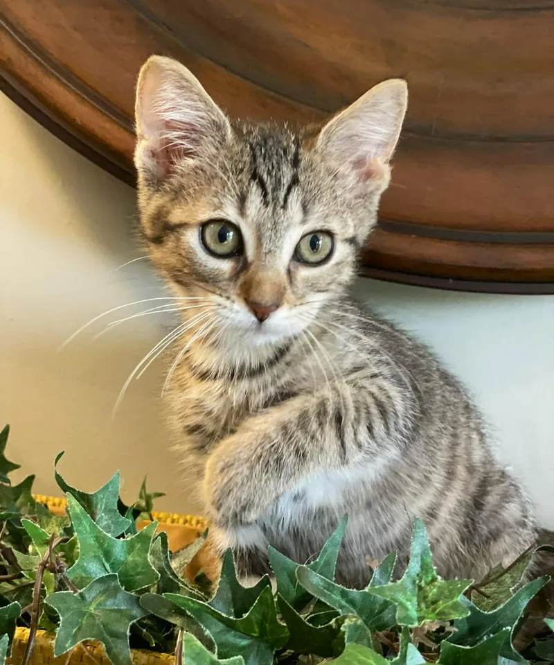 A baby medium-sized male Tabby (Buff / Tan / Fawn) Tabby cat named Bentley for adoption in Taylor, MI