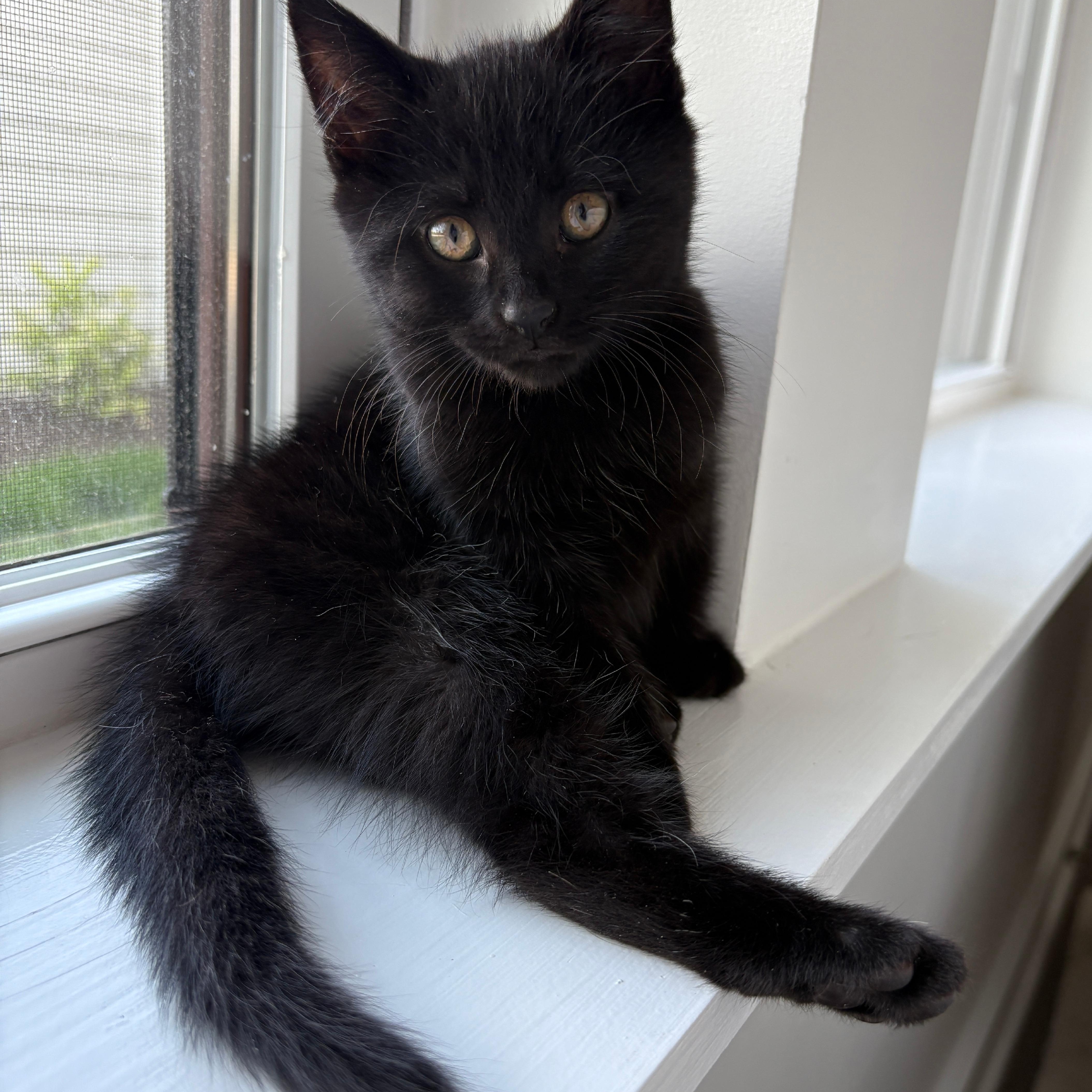 A baby small-sized male Black Domestic Short Hair cat named Blacksmith for adoption in Richmond, VA