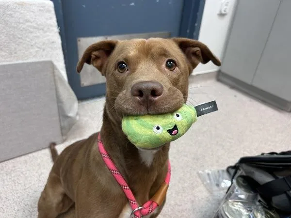 An adult medium-sized male Mixed Breed dog named Chiquitito for adoption in New York, NY
