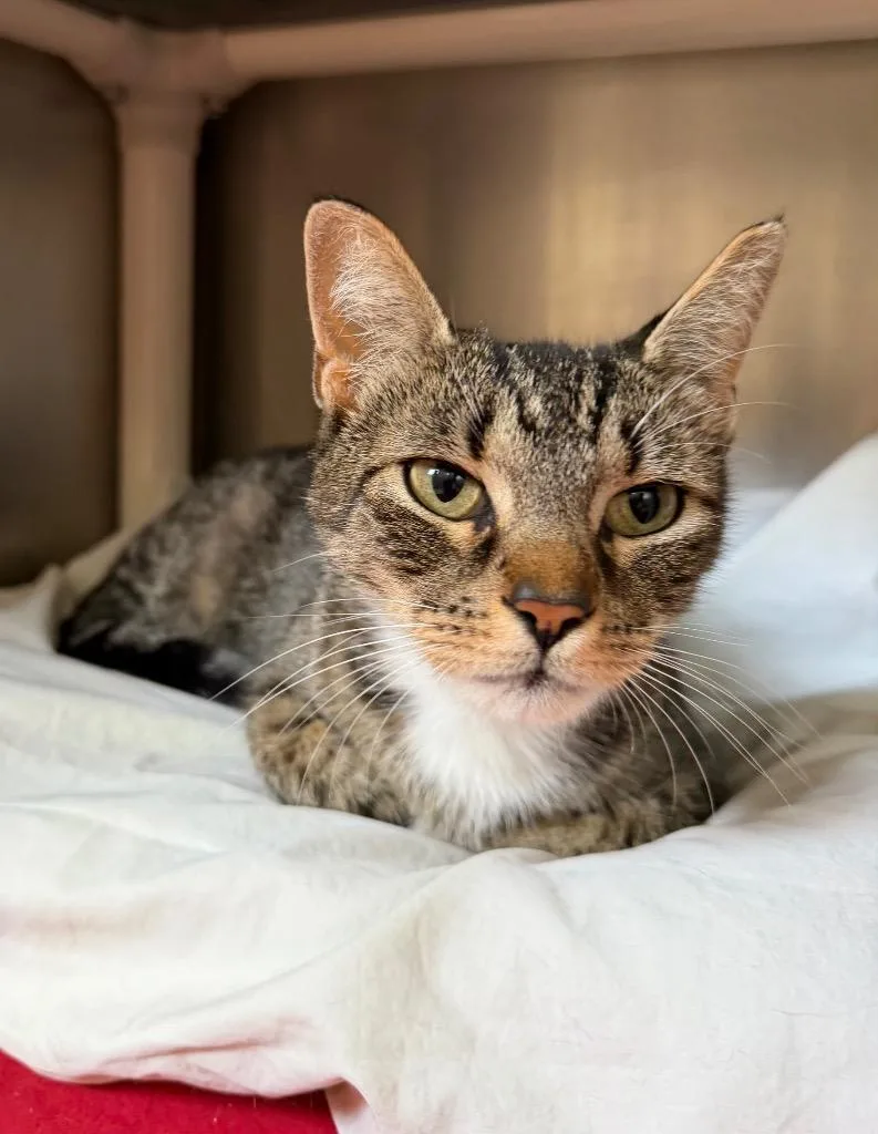 A young medium-sized female Domestic Short Hair cat named Honey for adoption in Pomona, NY