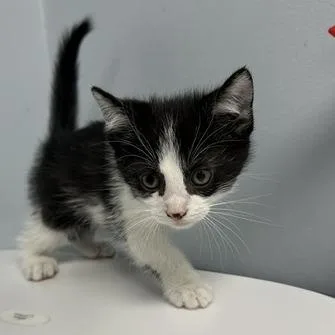 A baby small-sized male Black Domestic Short Hair cat named Optimus Prime for adoption in Indianapolis, IN