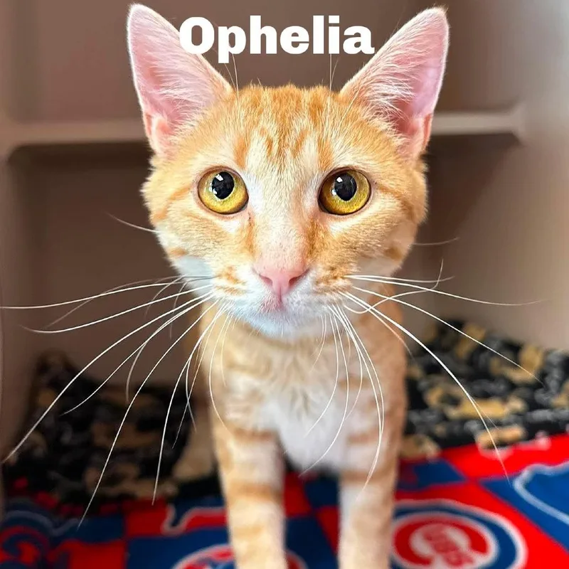 Ophelia