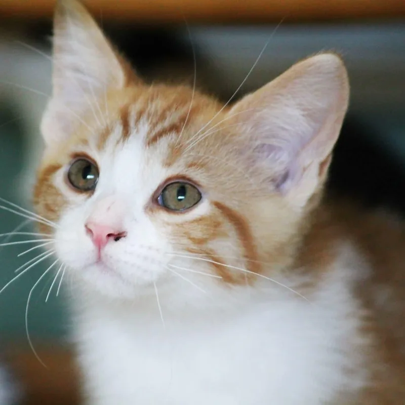 A baby medium-sized male Tabby (Orange / Red) Tabby cat named Percy for adoption in Kentwood, MI