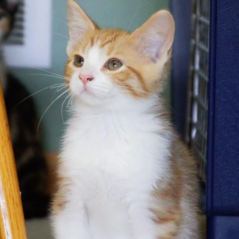 Percy thumbnail 2